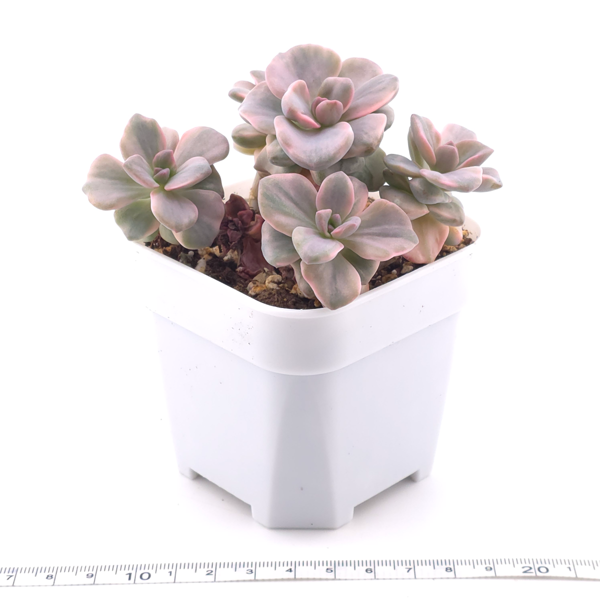 Graptoveria ‘Mrs Richard’ variegated | 彩虹糖錦 thumbnail 3