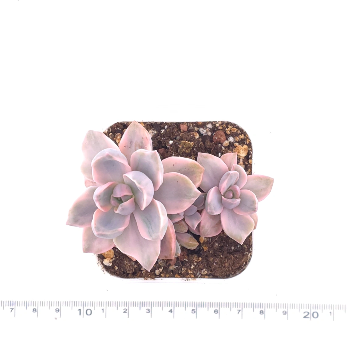 Graptoveria ‘Mrs Richard’ variegated | 彩虹糖錦 thumbnail 4