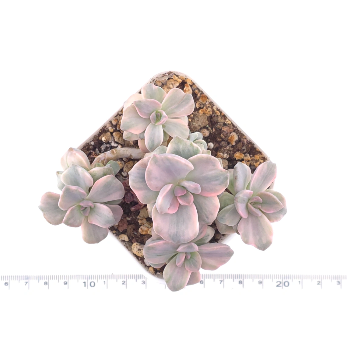 Graptoveria ‘Mrs Richard’ variegated | 彩虹糖錦 thumbnail 4