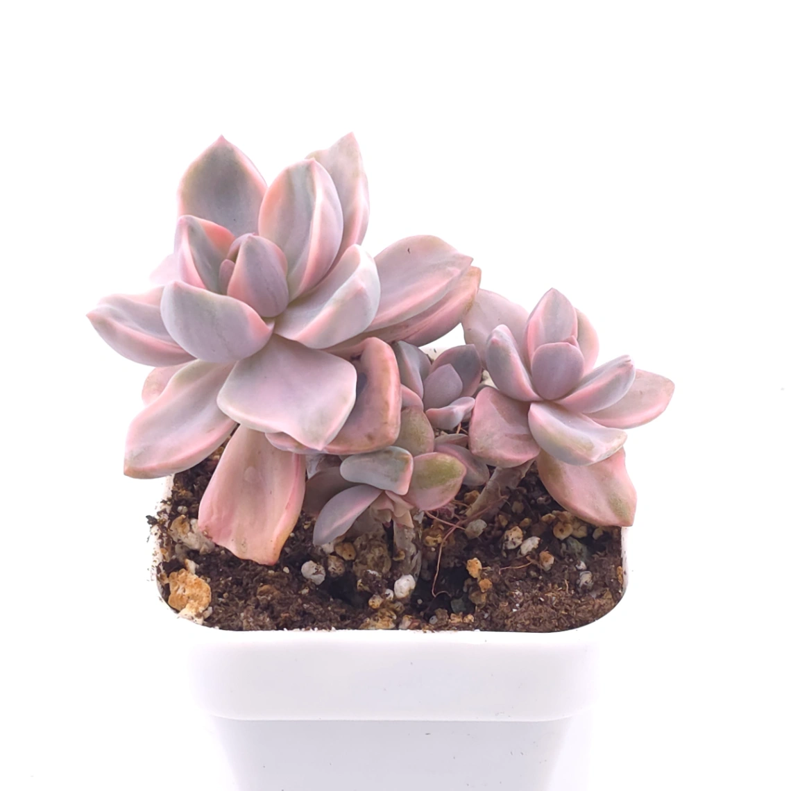 Graptoveria ‘Mrs Richard’ variegated | 彩虹糖錦 thumbnail 2