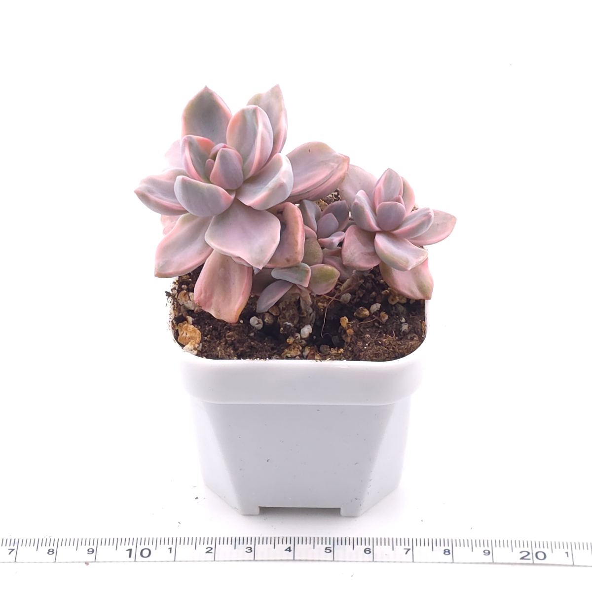 Graptoveria ‘Mrs Richard’ variegated | 彩虹糖錦 thumbnail 3