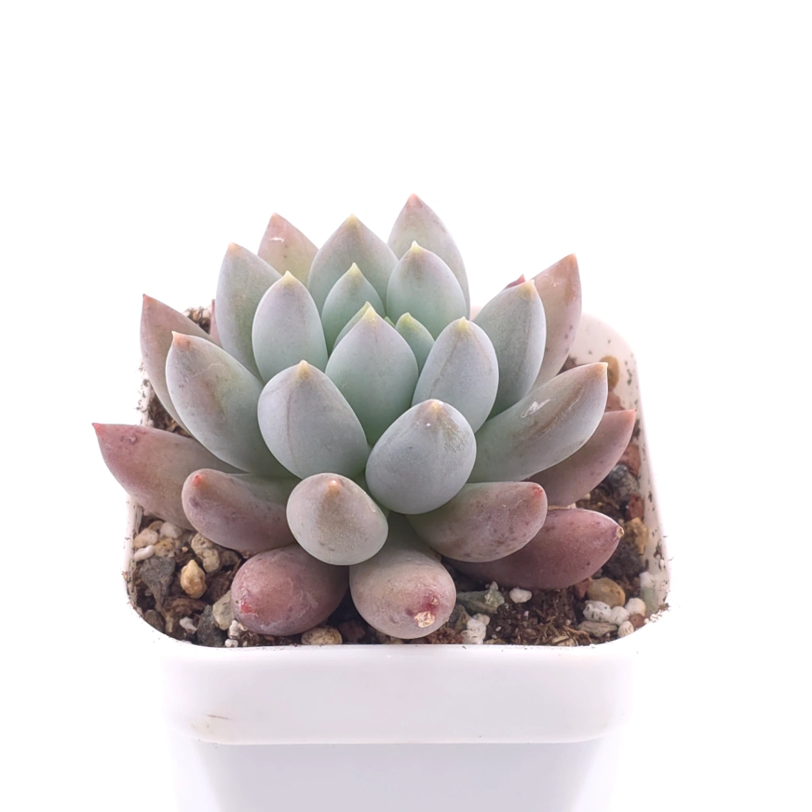 Pachyphytum ‘Angel's Finger’ | 所羅門 thumbnail 2