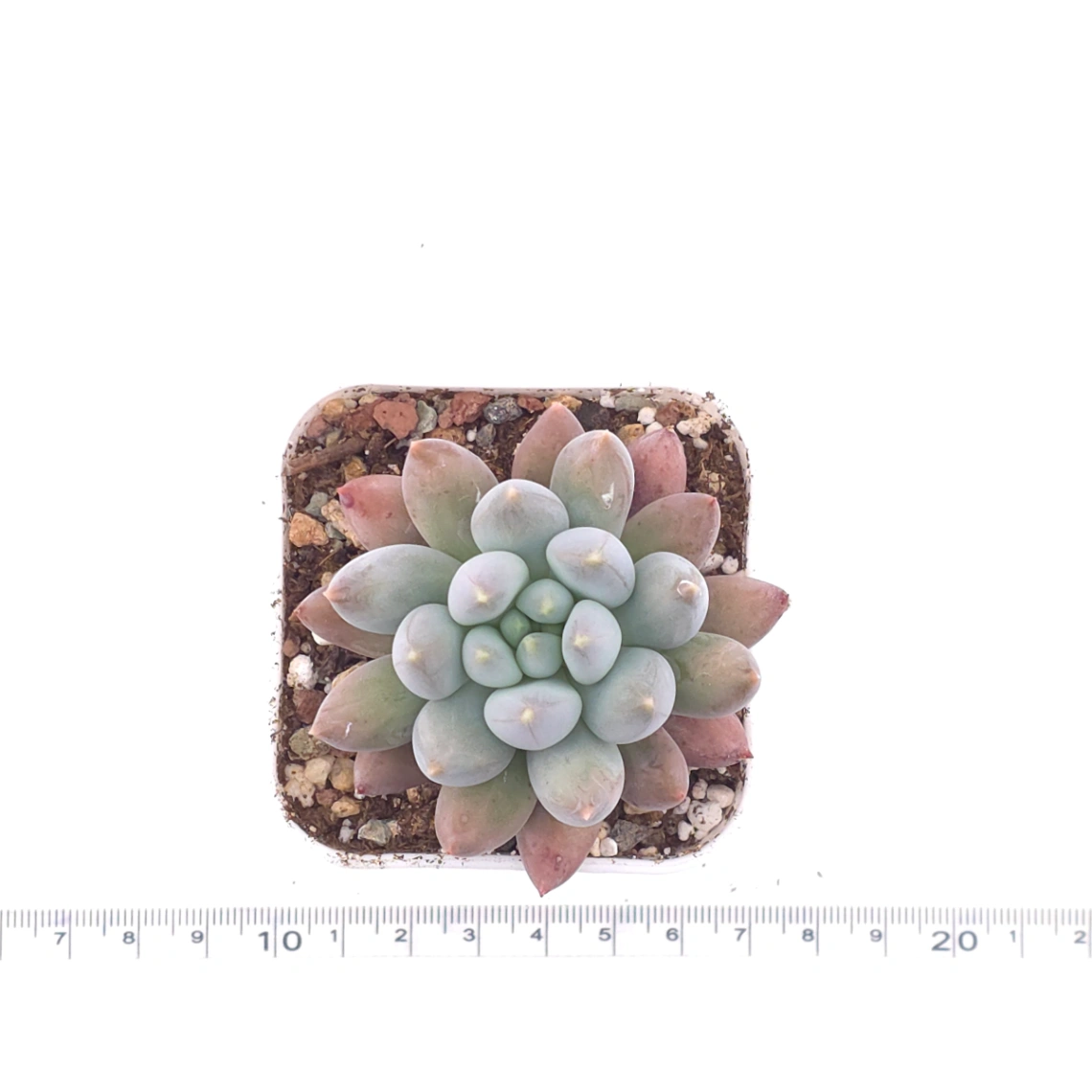 Pachyphytum ‘Angel's Finger’ | 所羅門 thumbnail 4