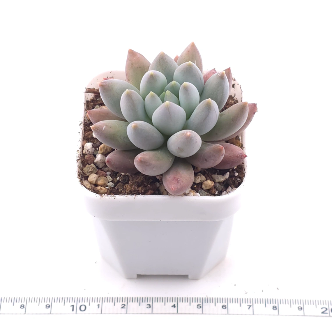 Pachyphytum ‘Angel's Finger’ | 所羅門 thumbnail 3