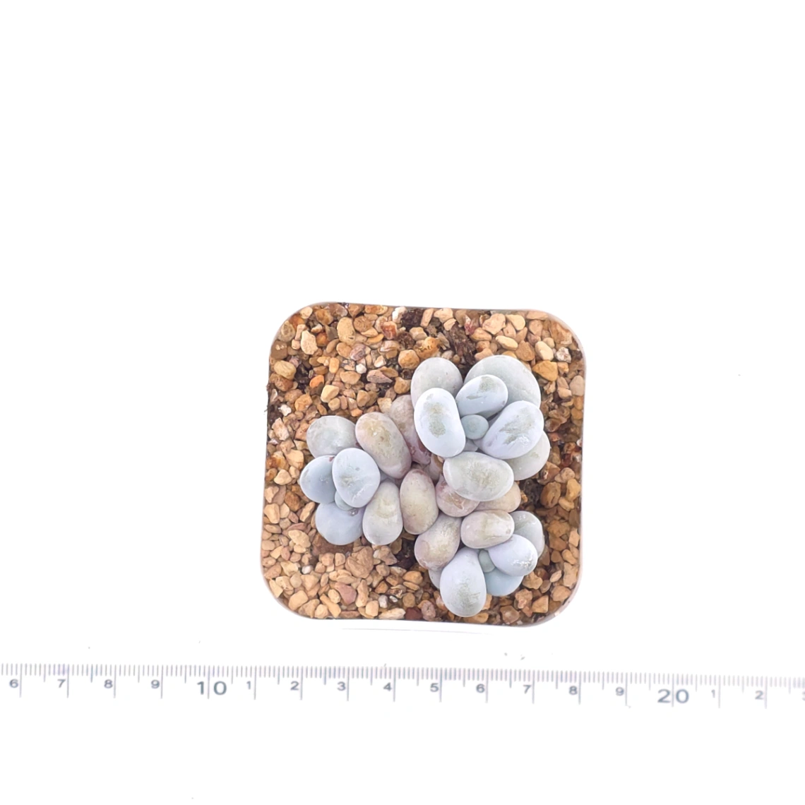 Pachyphytum ‘Cheese’ | 奶酪 thumbnail 4