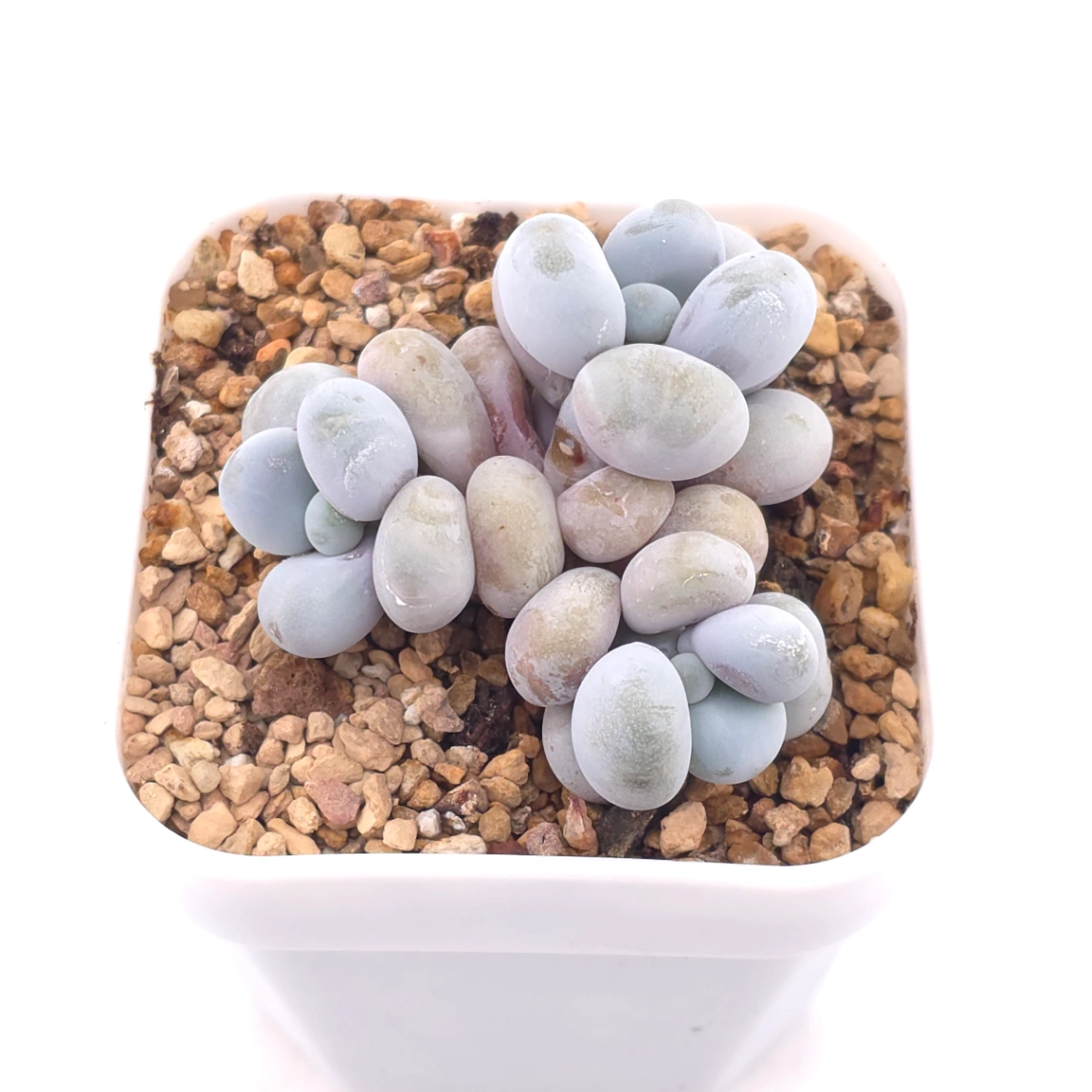 Pachyphytum ‘Cheese’ | 奶酪 thumbnail 2