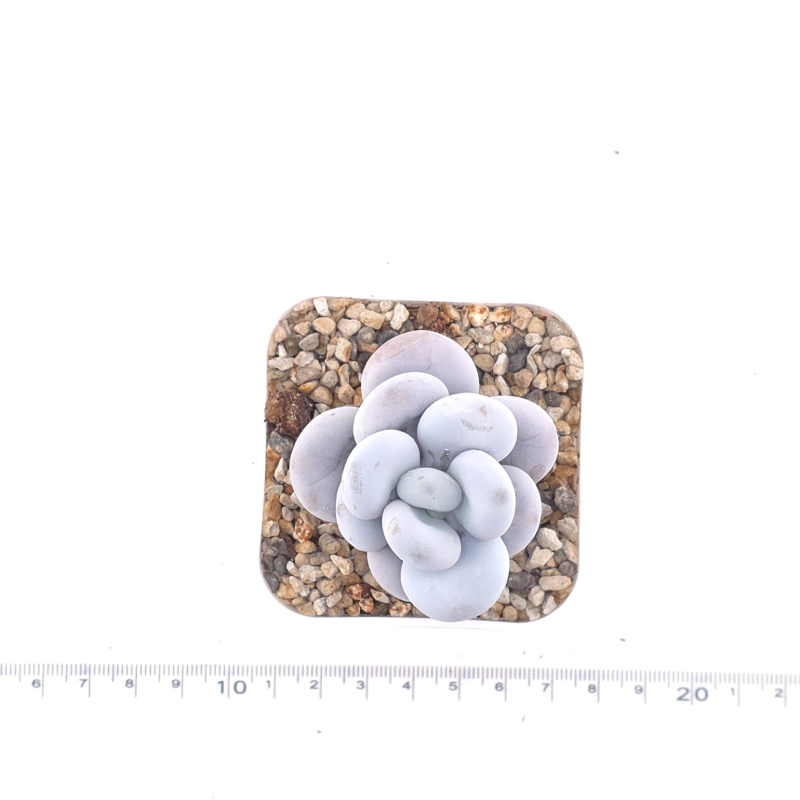 Pachyphytum ‘Cheese’ | 奶酪 thumbnail 4
