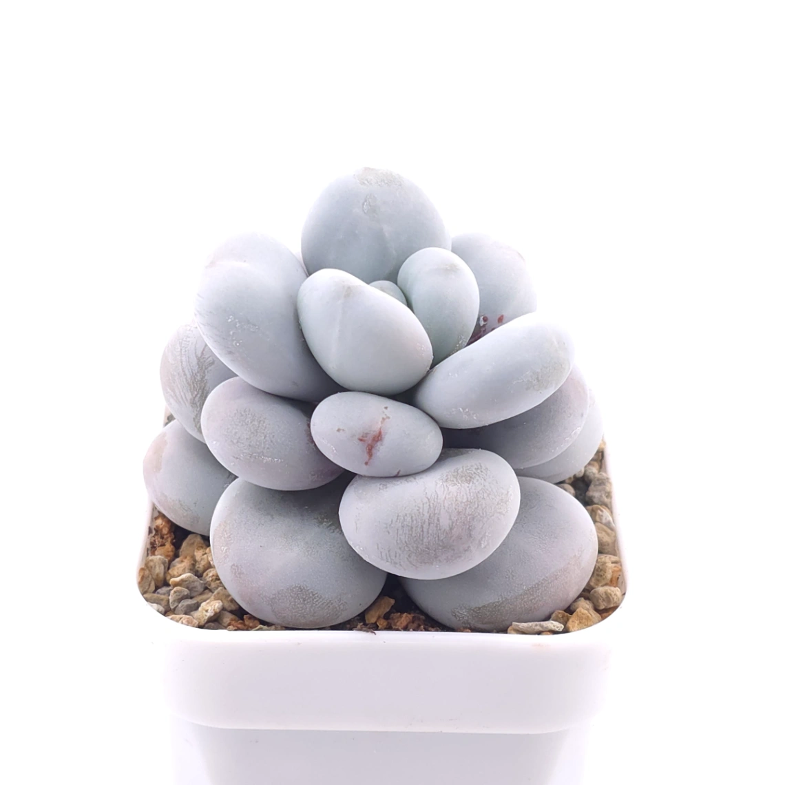 Pachyphytum ‘Cheese’ | 奶酪 thumbnail 2