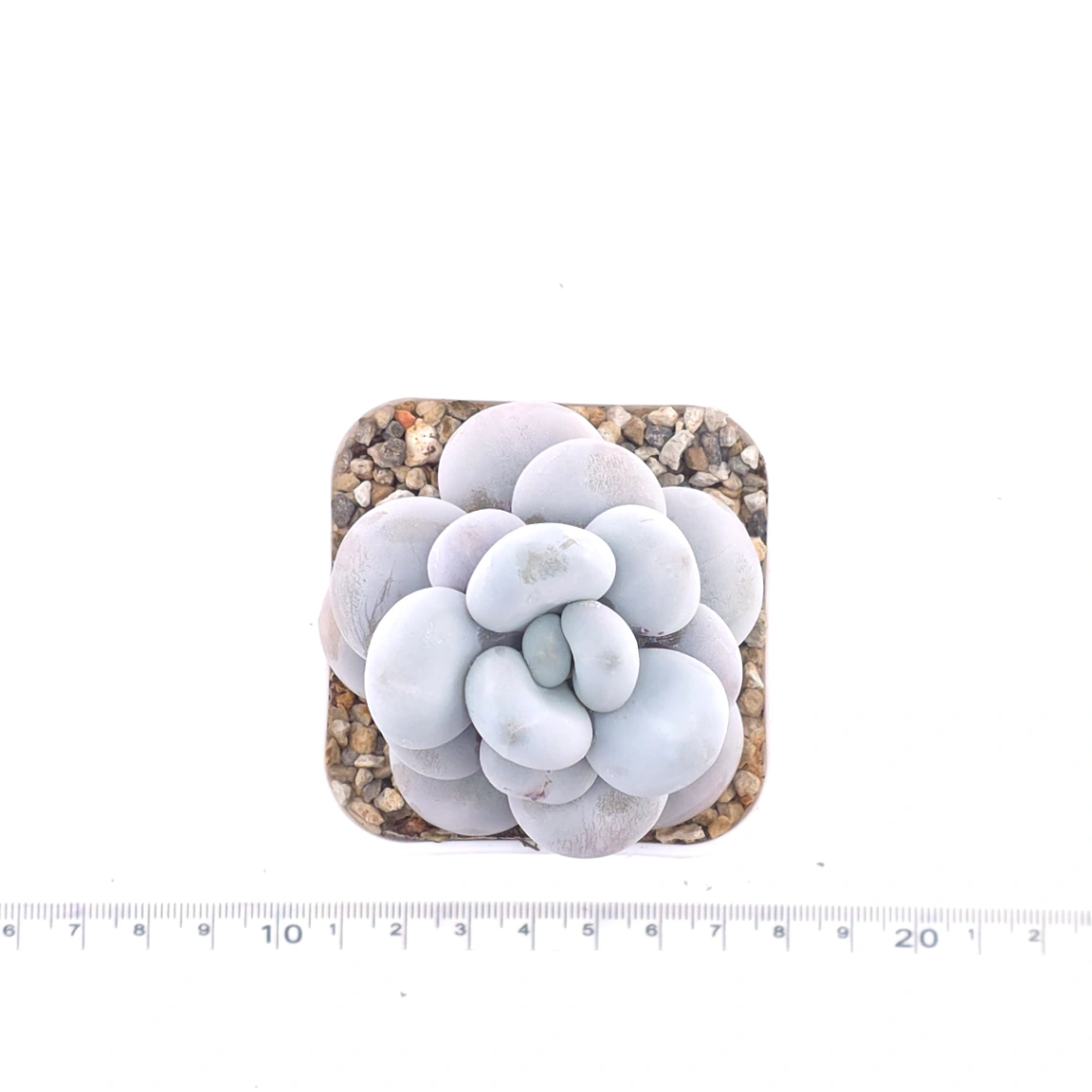 Pachyphytum ‘Cheese’ | 奶酪 thumbnail 4