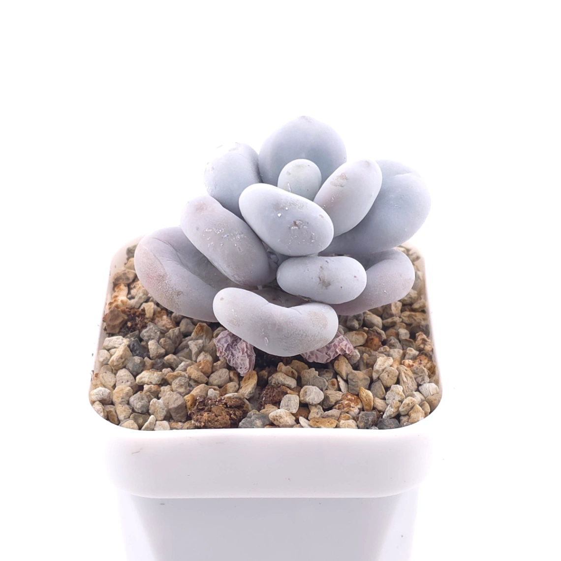 Pachyphytum ‘Cheese’ | 奶酪 thumbnail 2