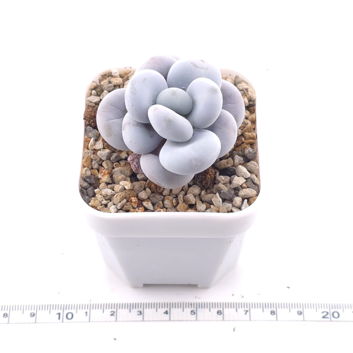 Pachyphytum ‘Cheese’ | 奶酪 thumbnail 3