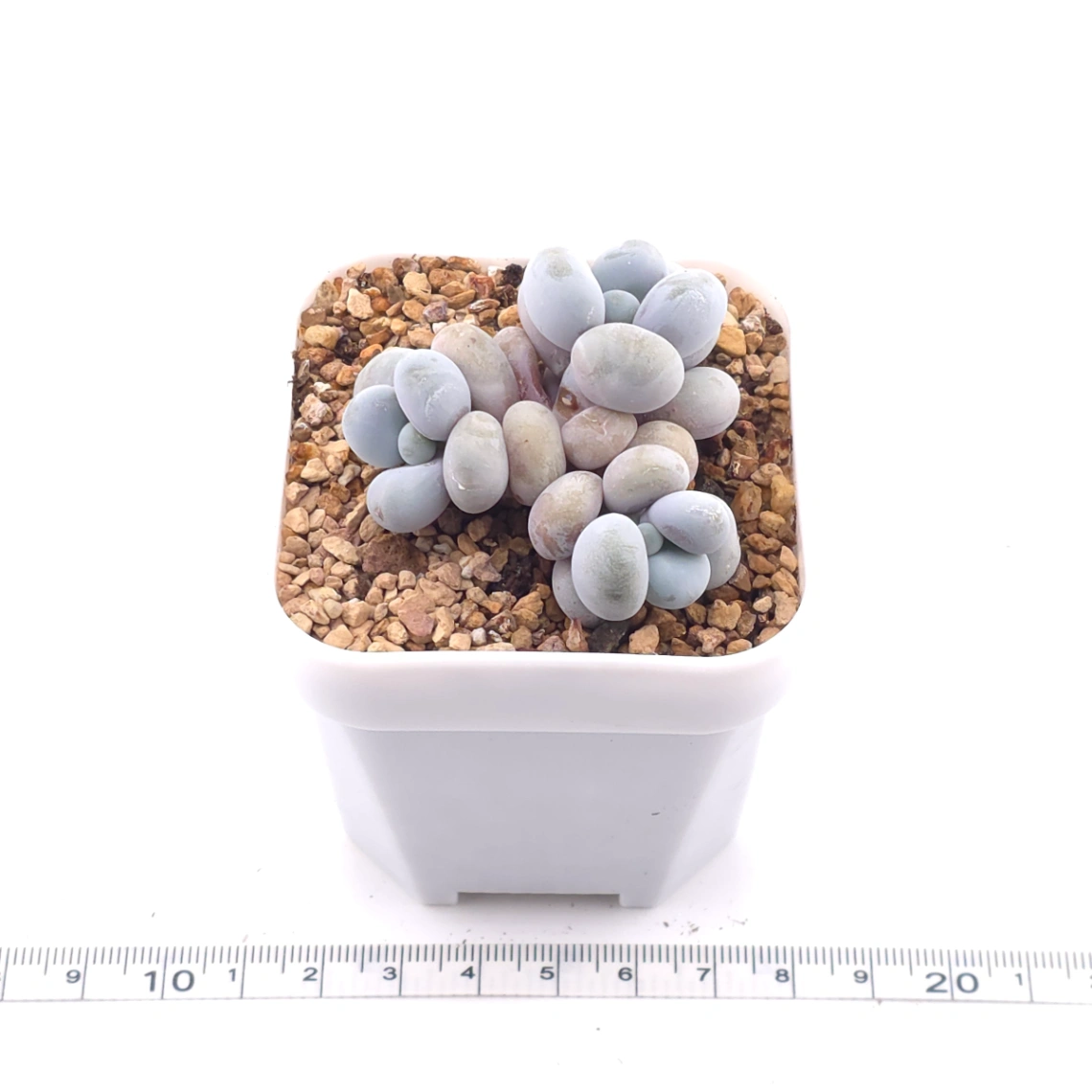 Pachyphytum ‘Cheese’ | 奶酪 thumbnail 3