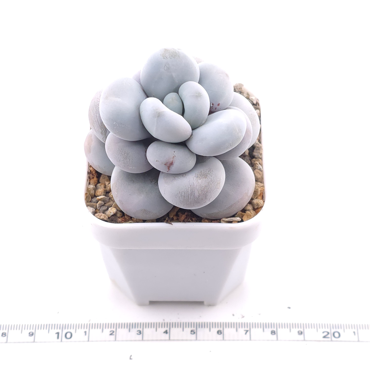 Pachyphytum ‘Cheese’ | 奶酪 thumbnail 3