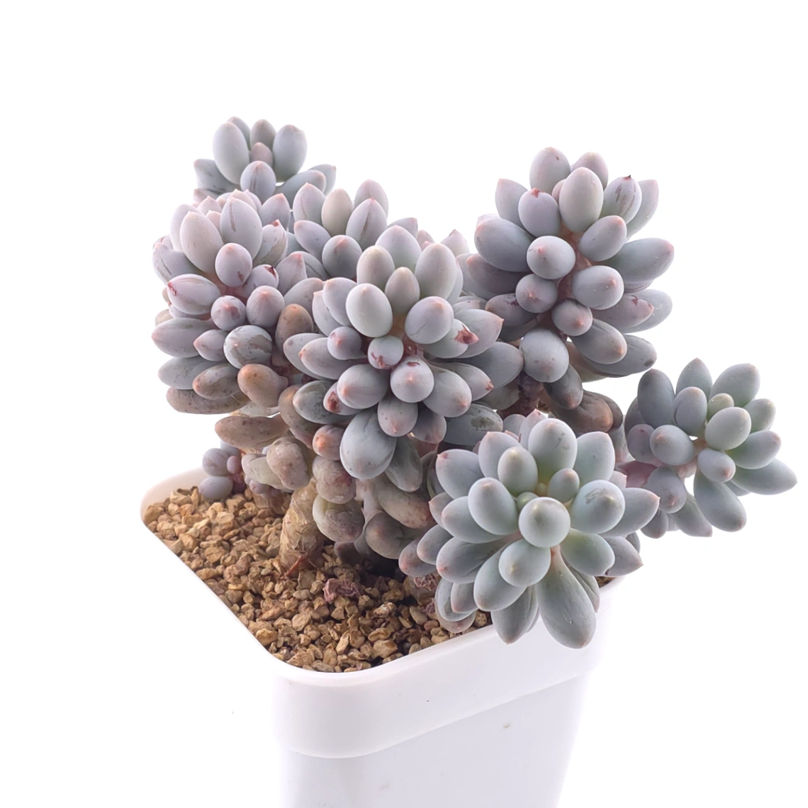 Pachyphytum ‘Machucae’ (Baby Finger) | 嬰兒手指 thumbnail 2