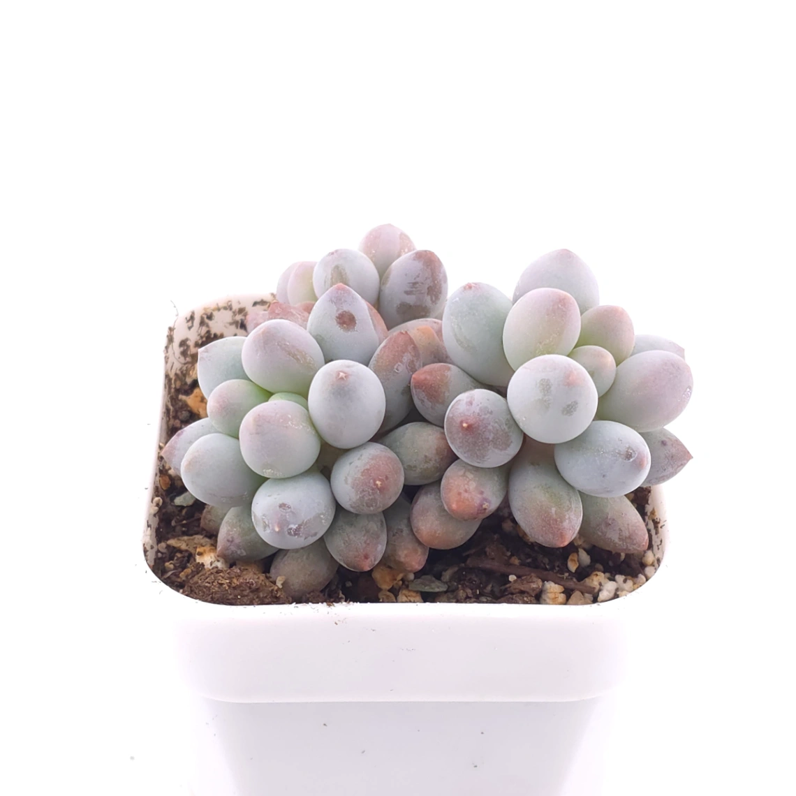 Pachyphytum ‘Machucae’ (Baby Finger) | 嬰兒手指 thumbnail 3
