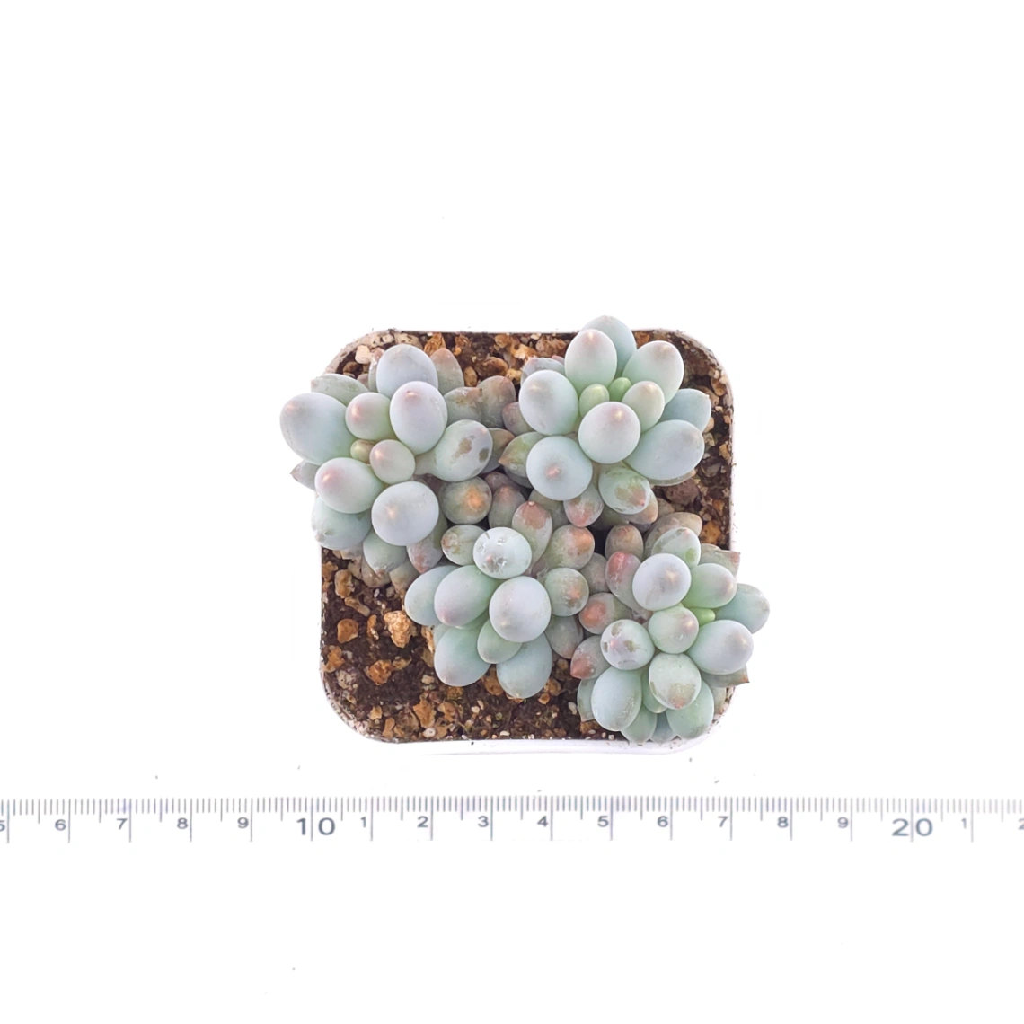 Pachyphytum ‘Machucae’ (Baby Finger) | 嬰兒手指 thumbnail 4