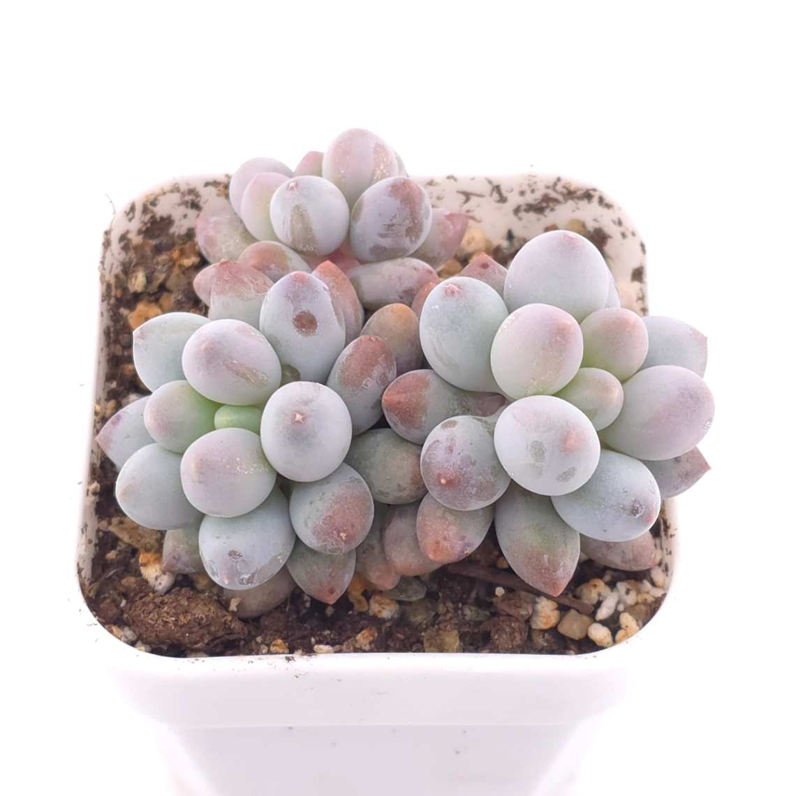 Pachyphytum ‘Machucae’ (Baby Finger) | 嬰兒手指 thumbnail 2