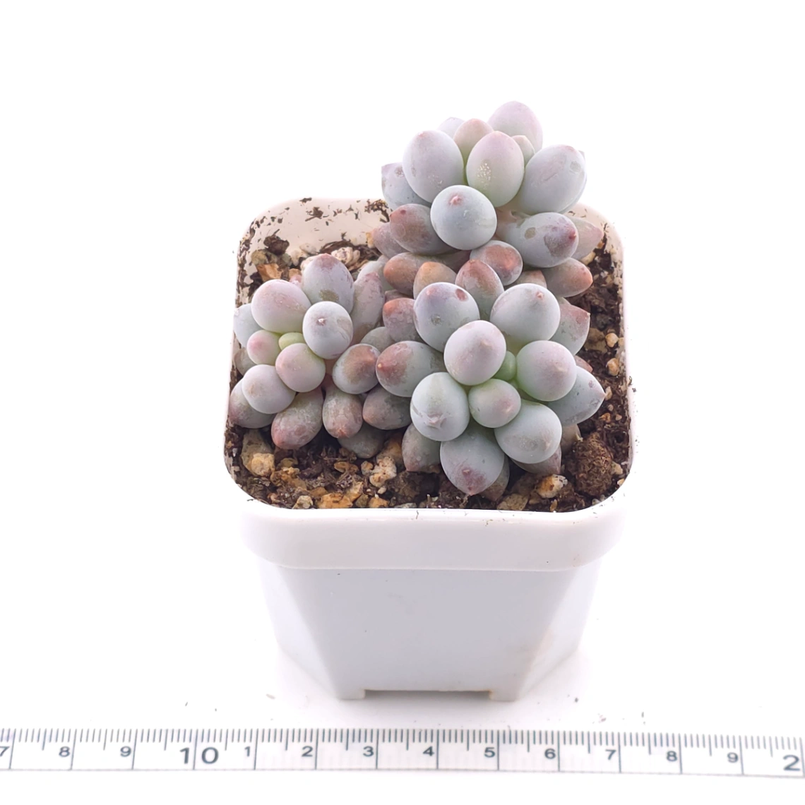 Pachyphytum ‘Machucae’ (Baby Finger) | 嬰兒手指 thumbnail 4