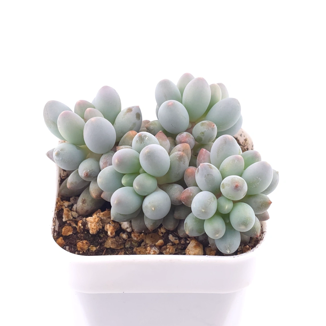Pachyphytum ‘Machucae’ (Baby Finger) | 嬰兒手指 thumbnail 2