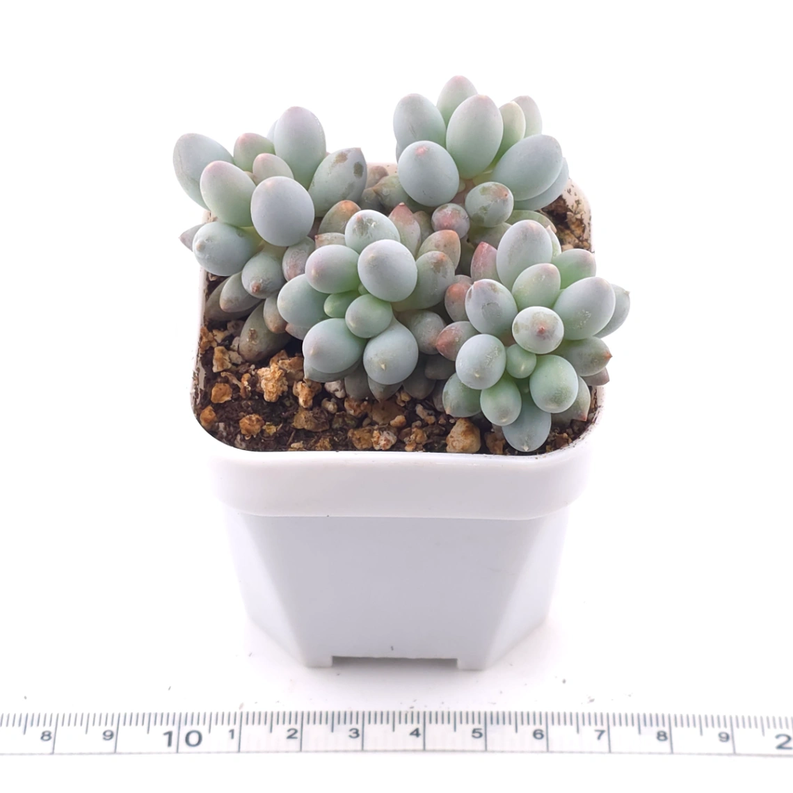 Pachyphytum ‘Machucae’ (Baby Finger) | 嬰兒手指 thumbnail 3