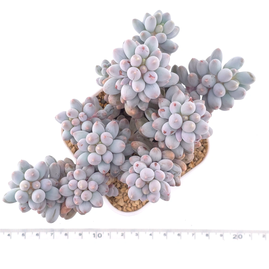 Pachyphytum ‘Machucae’ (Baby Finger) | 嬰兒手指 thumbnail 4