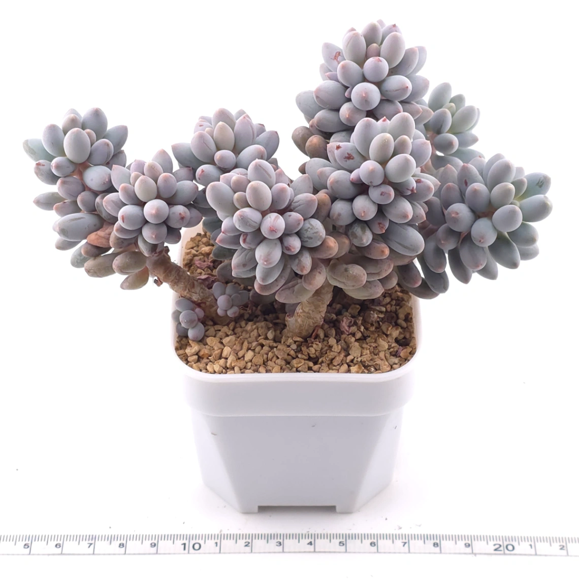 Pachyphytum ‘Machucae’ (Baby Finger) | 嬰兒手指 thumbnail 3