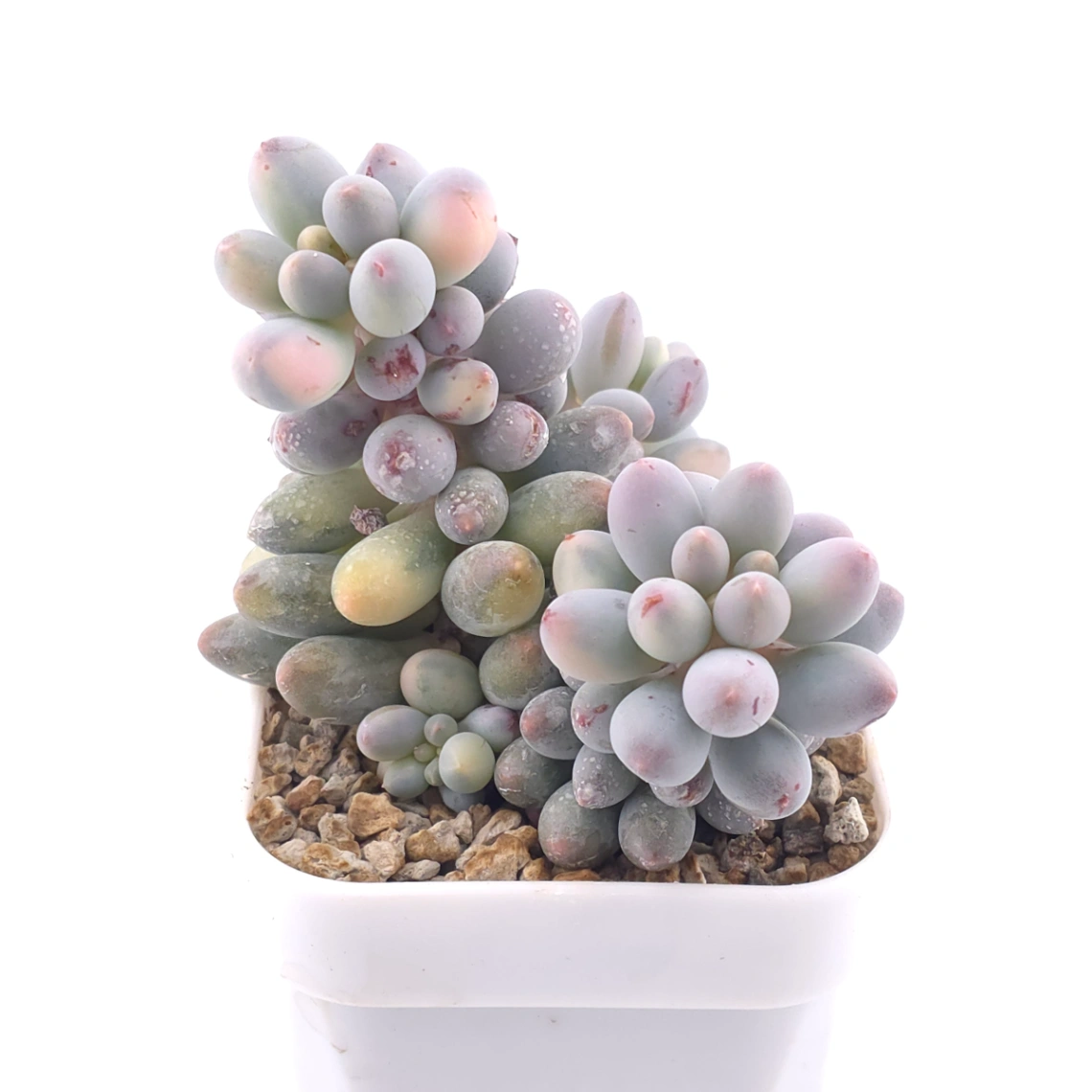 Pachyphytum ‘Machucae’ (Baby Finger) variegated | 嬰兒手指錦 thumbnail 2