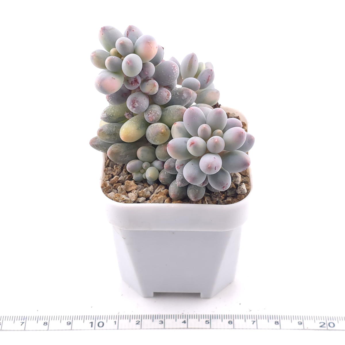 Pachyphytum ‘Machucae’ (Baby Finger) variegated | 嬰兒手指錦 thumbnail 3