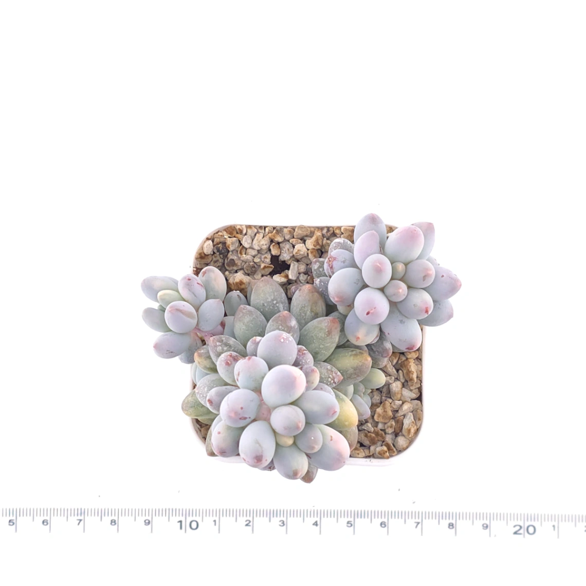 Pachyphytum ‘Machucae’ (Baby Finger) variegated | 嬰兒手指錦 thumbnail 4