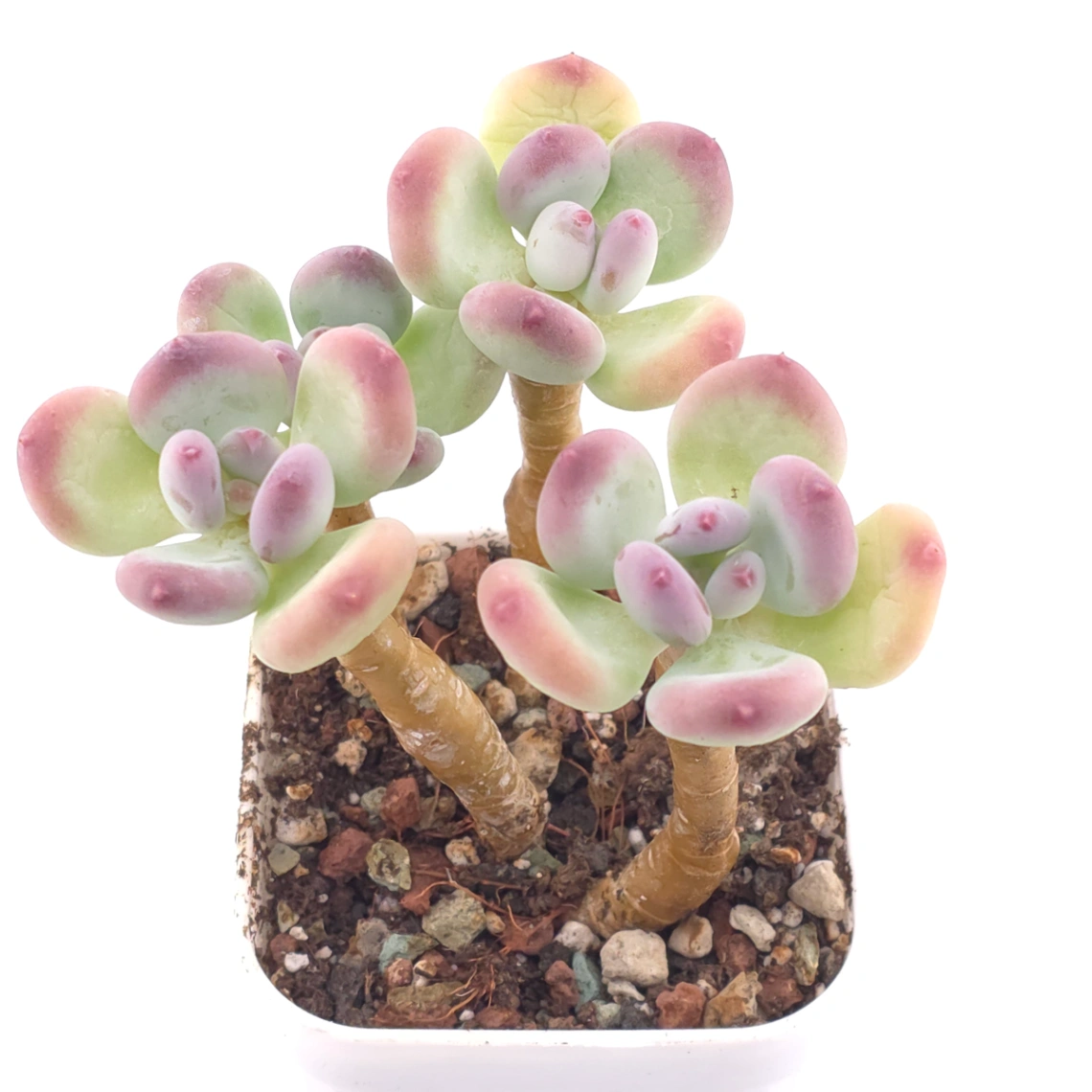 Pachyphytum 'Mikadukibijin' | 三日月美人 thumbnail 2