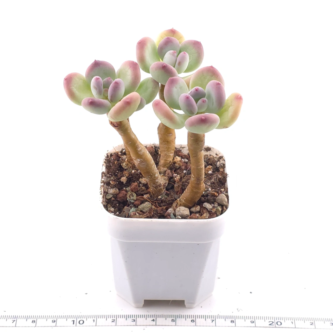 Pachyphytum 'Mikadukibijin' | 三日月美人 thumbnail 4