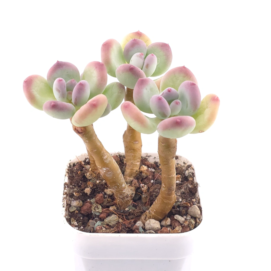 Pachyphytum 'Mikadukibijin' | 三日月美人 thumbnail 3