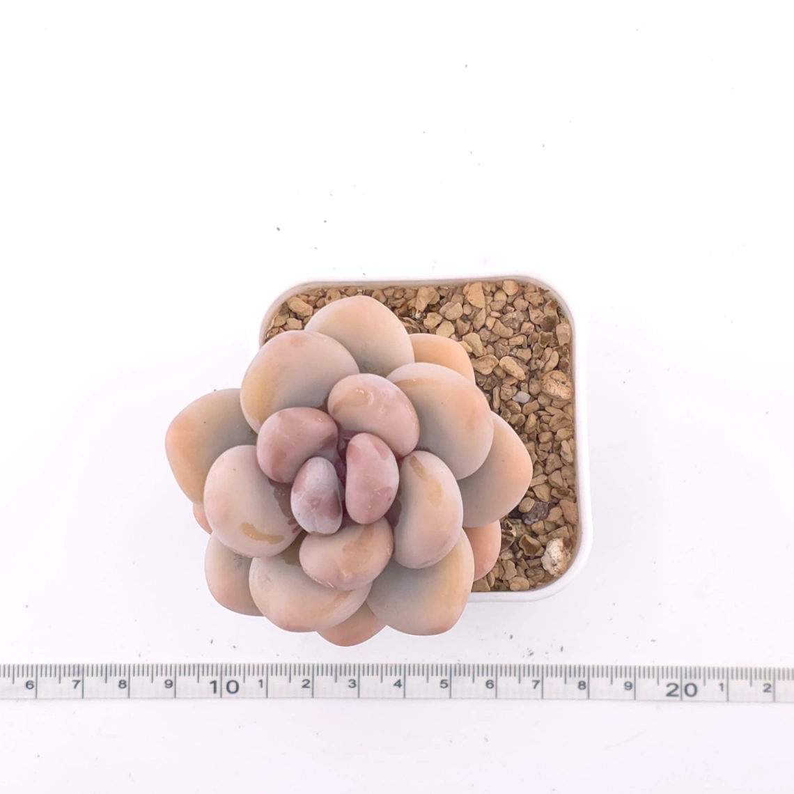 Pachyphytum oviferum ‘Moonstone’ | 桃美人 thumbnail 4
