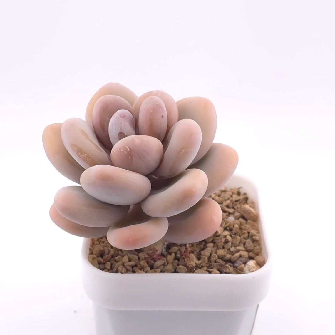 Pachyphytum oviferum ‘Moonstone’ | 桃美人 thumbnail 2