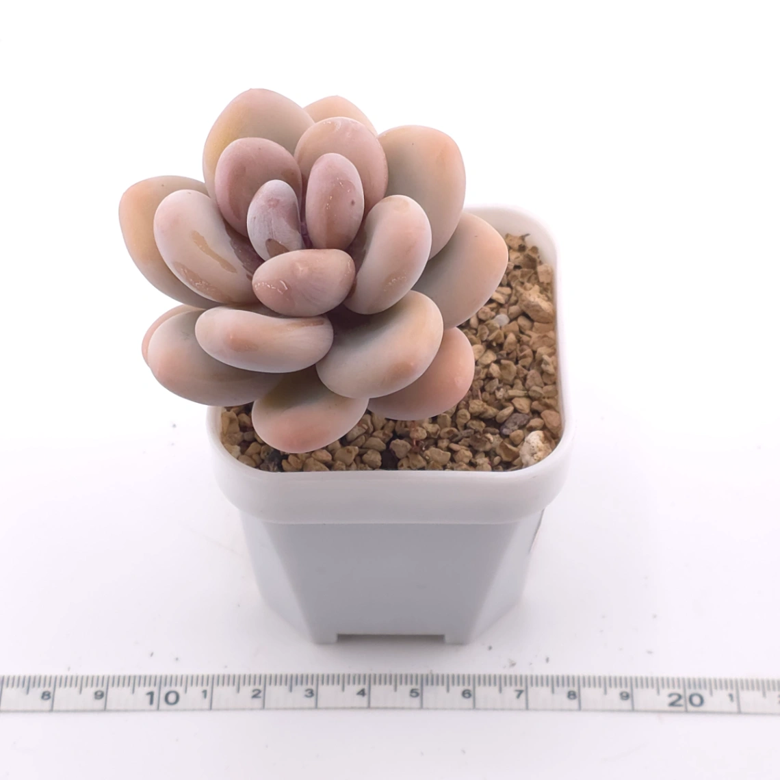 Pachyphytum oviferum ‘Moonstone’ | 桃美人 thumbnail 3