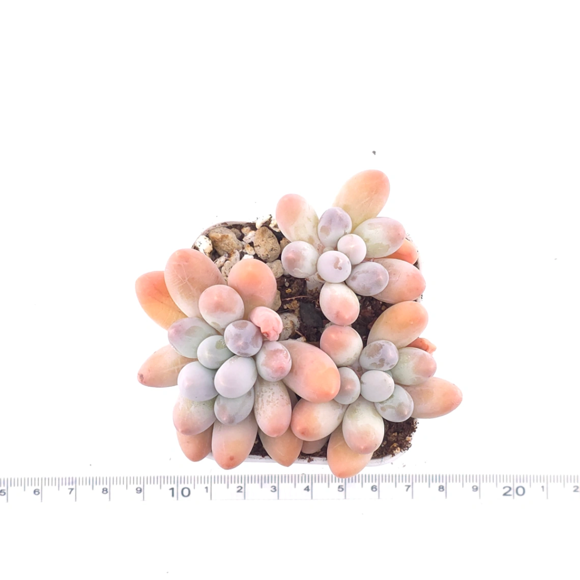 Pachyphytum 'Milk Beans' | 奶豆群 thumbnail 4