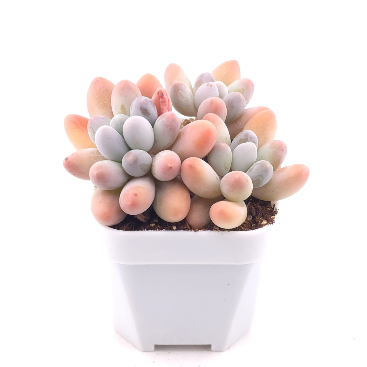 Pachyphytum 'Milk Beans' | 奶豆群 thumbnail 2