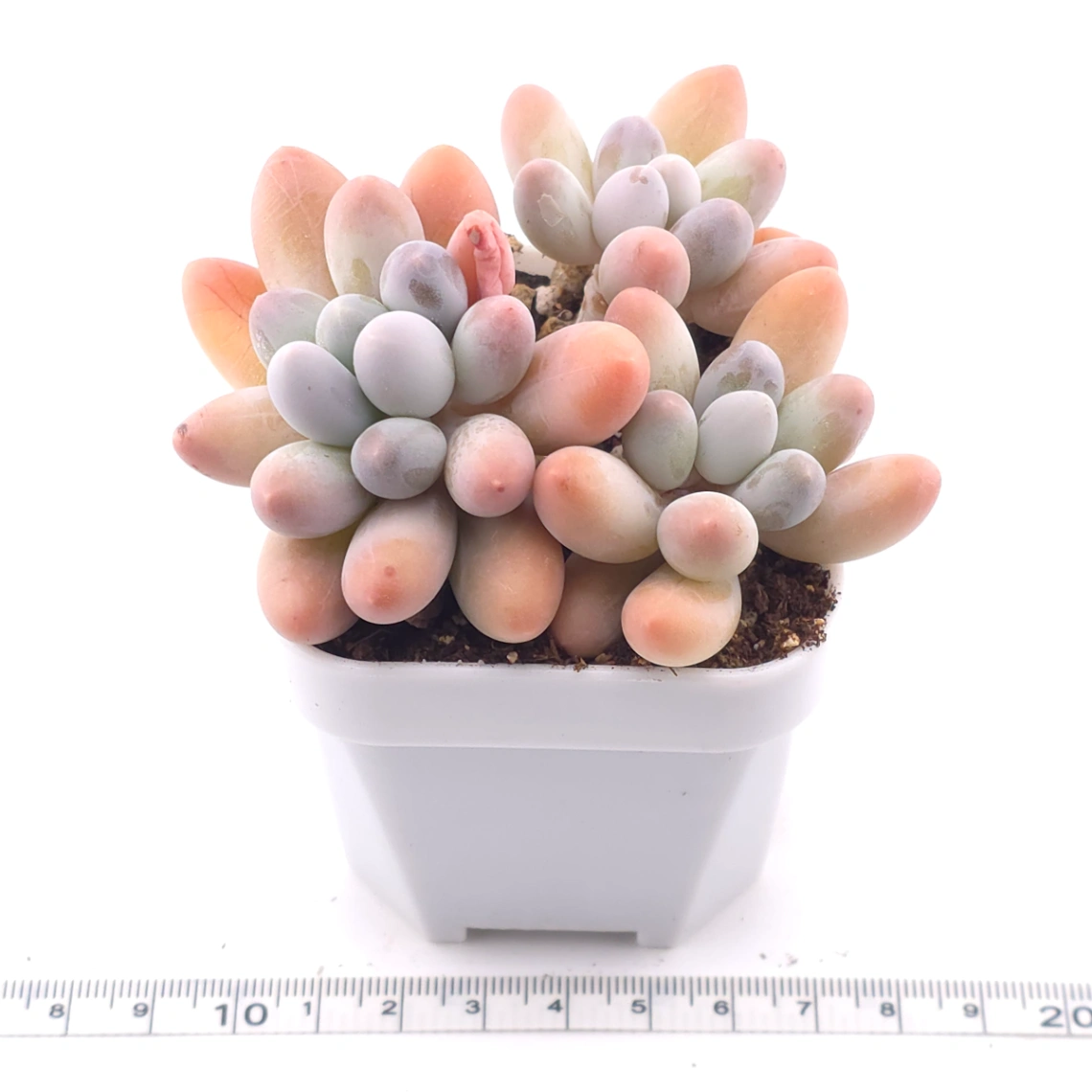 Pachyphytum 'Milk Beans' | 奶豆群 thumbnail 3