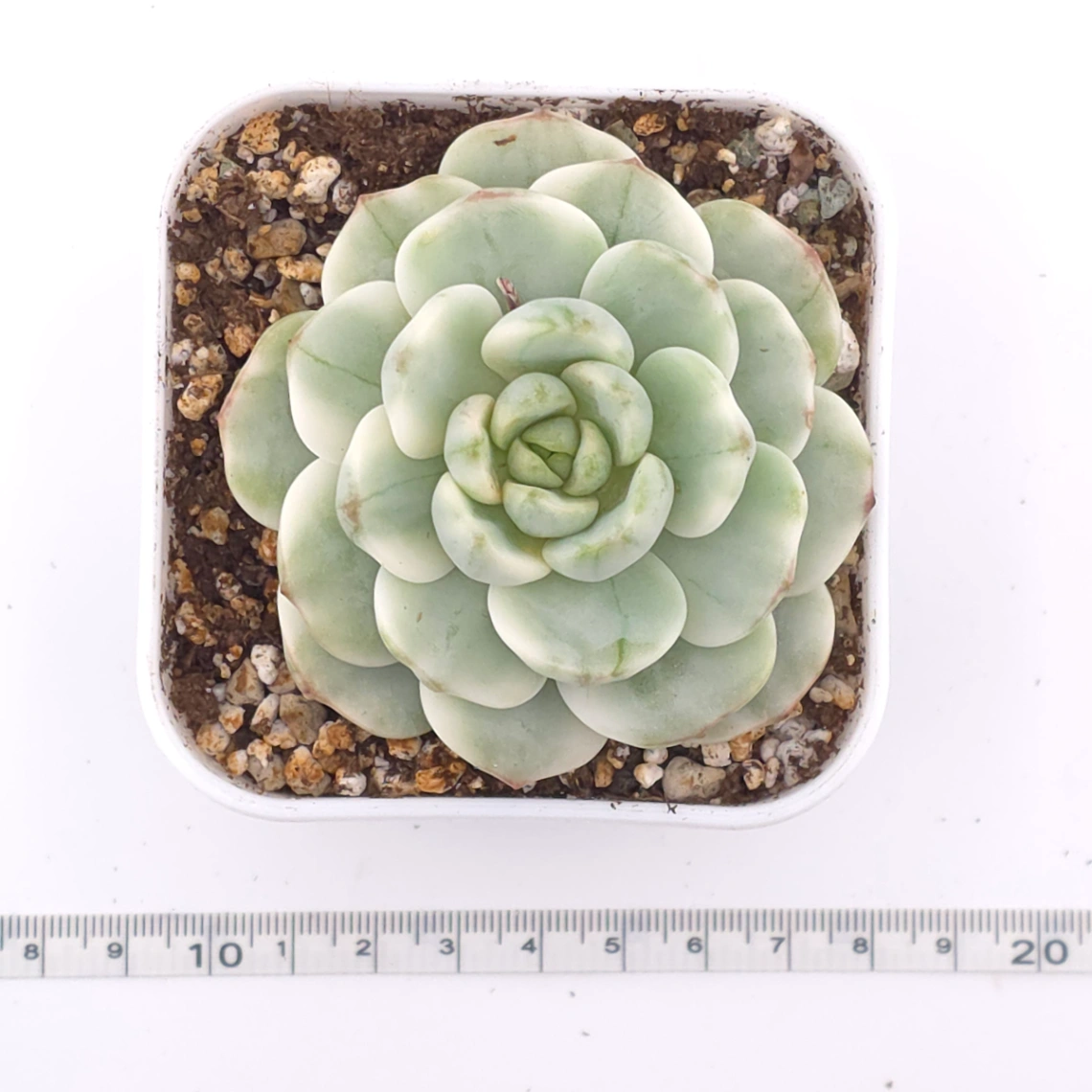Sedeveria ‘Pudgy’ variegated | 香草比斯錦 thumbnail 3