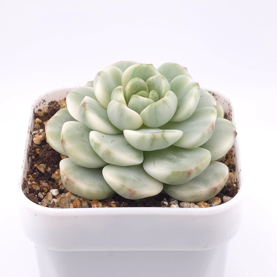 Sedeveria ‘Pudgy’ variegated | 香草比斯錦 thumbnail 2