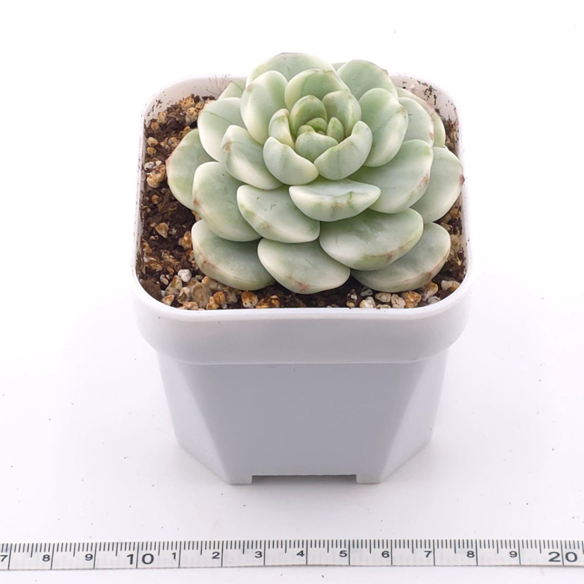 Sedeveria ‘Pudgy’ variegated | 香草比斯錦 thumbnail 4