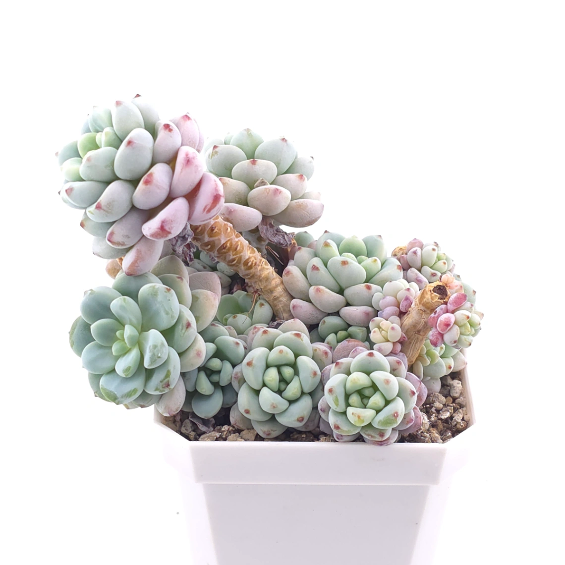 Sedum clavatum clsutering | 勞爾群 thumbnail 2