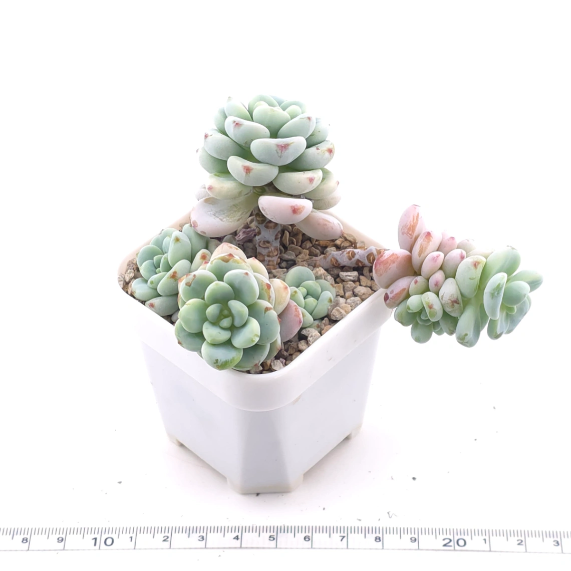 Sedum clavatum clsutering | 勞爾群 thumbnail 2