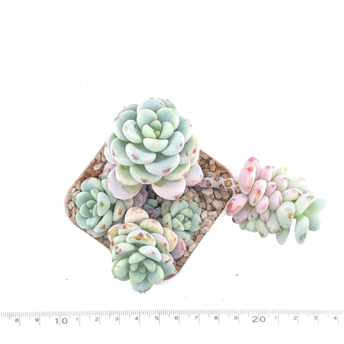 Sedum clavatum clsutering | 勞爾群 thumbnail 4