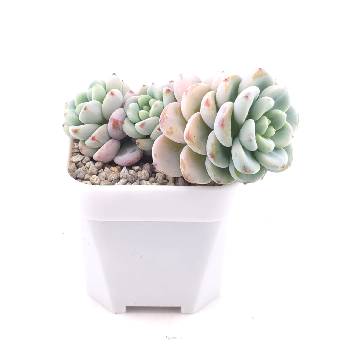 Sedum clavatum clsutering | 勞爾群 thumbnail 2