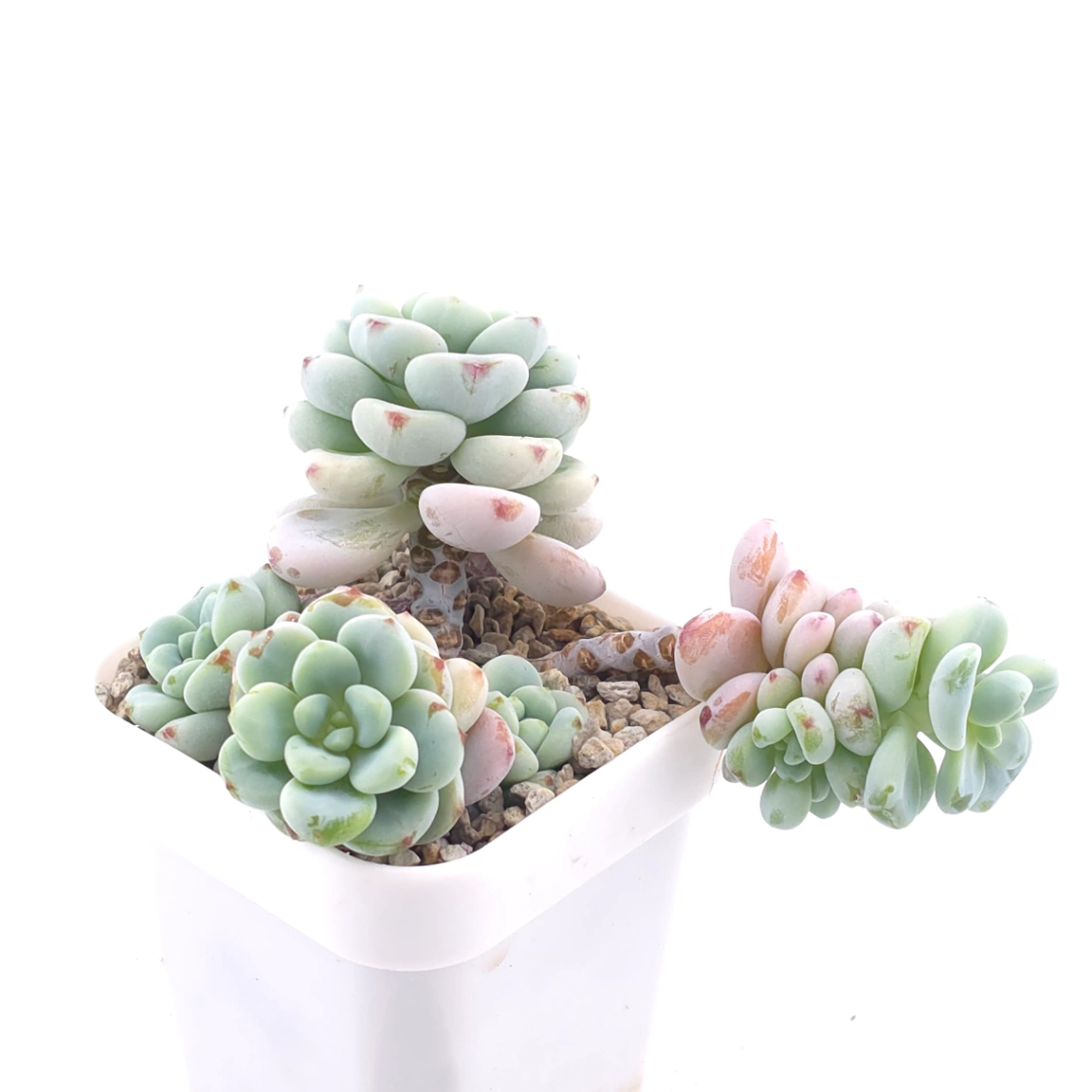 Sedum clavatum clsutering | 勞爾群 thumbnail 3