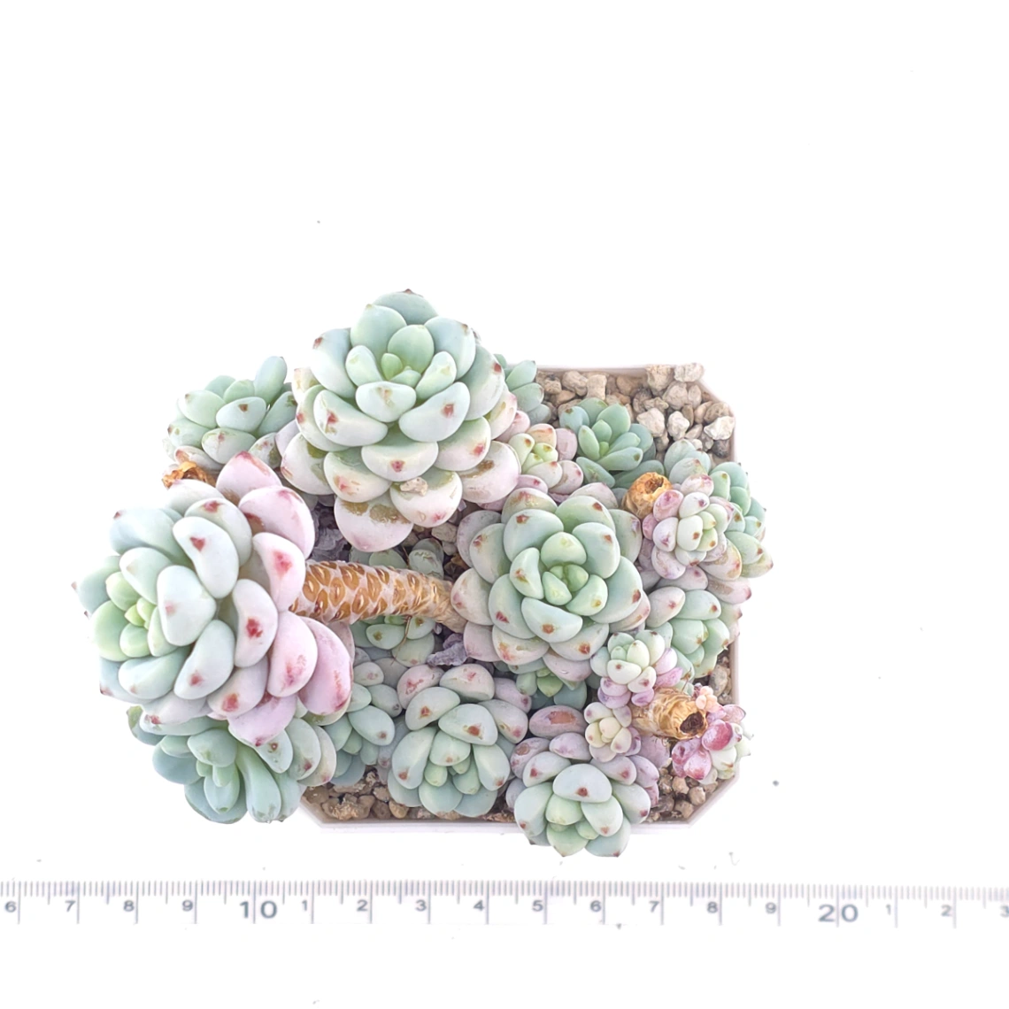 Sedum clavatum clsutering | 勞爾群 thumbnail 4