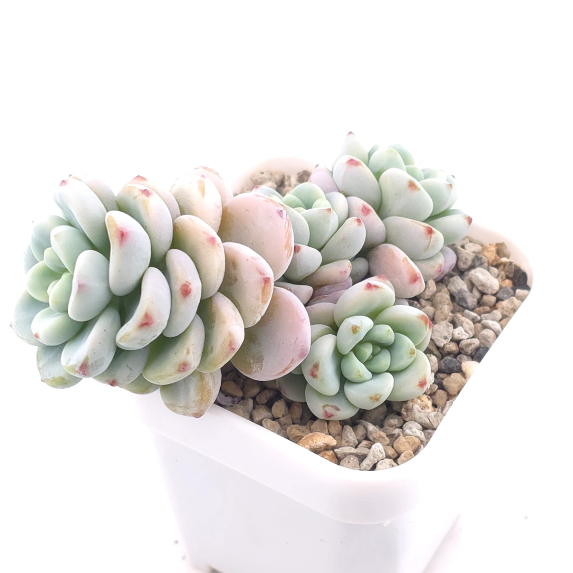 Sedum clavatum clsutering | 勞爾群 thumbnail 4