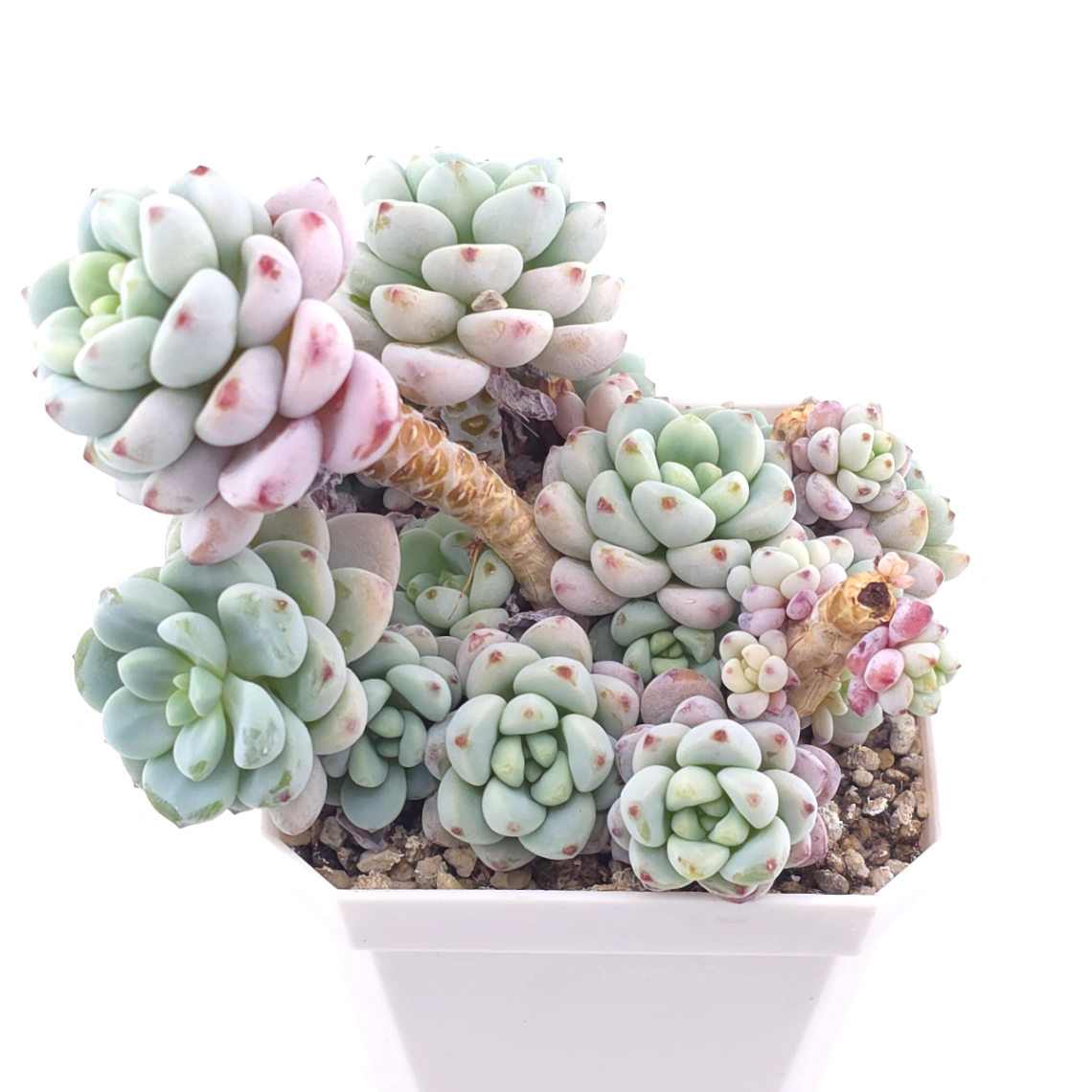 Sedum clavatum clsutering | 勞爾群 thumbnail 3