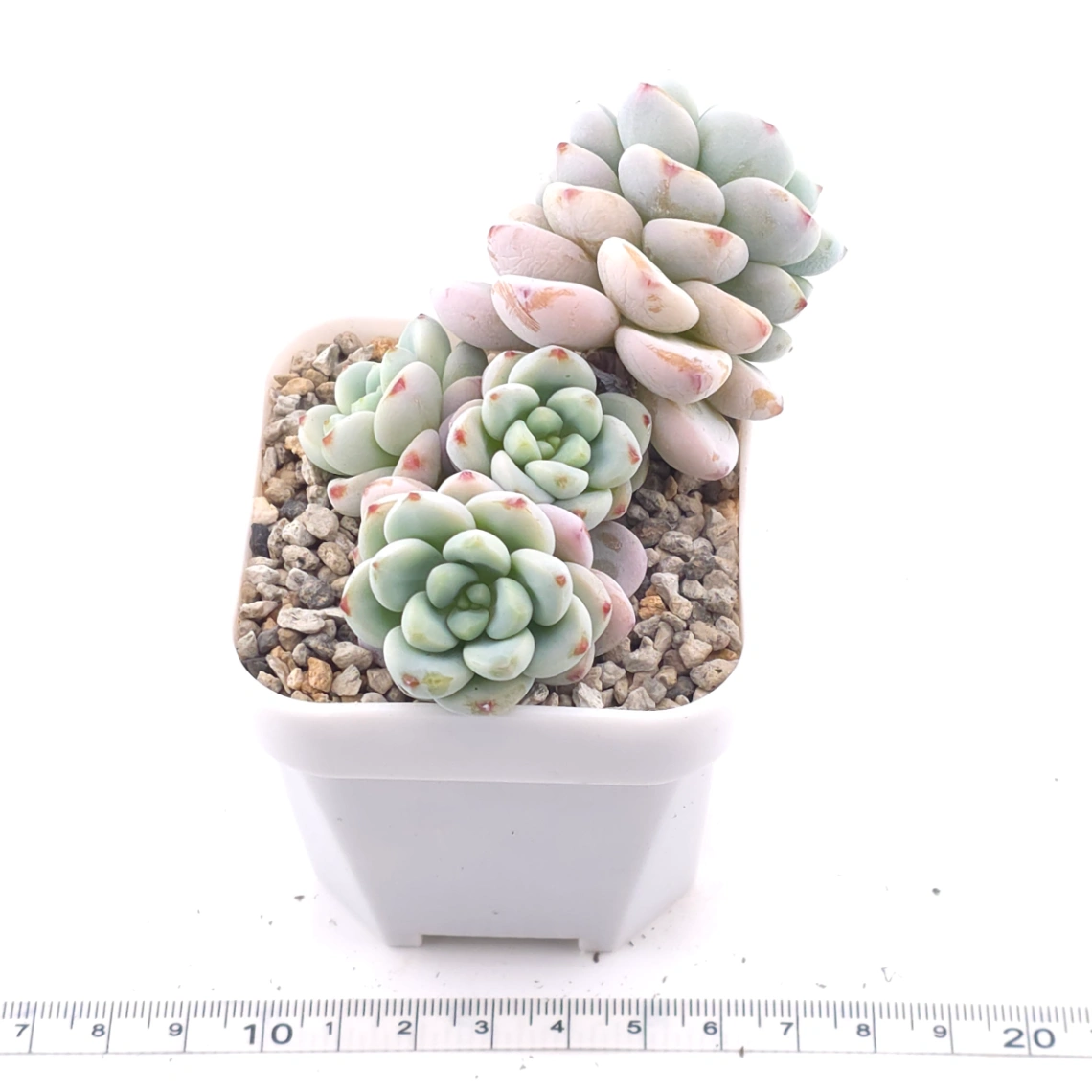 Sedum clavatum clsutering | 勞爾群 thumbnail 3